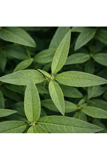 Буддлея Давида Little Lila листя